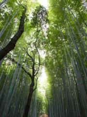 Free reading of Ling